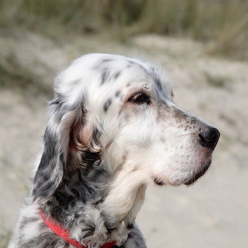 12 Cute Dog Breeds Beloved for Their Iconic Long, Floppy Ears 6 English Setter