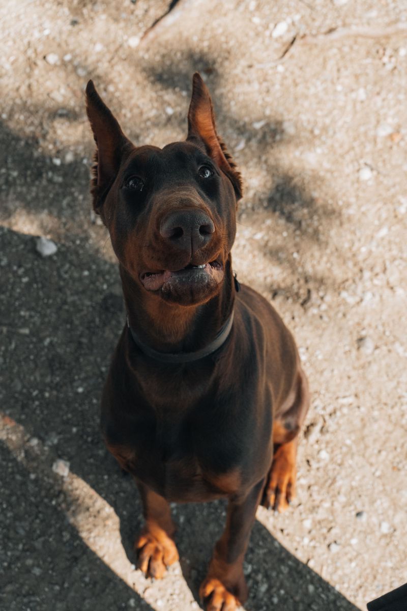 Doberman Pinscher