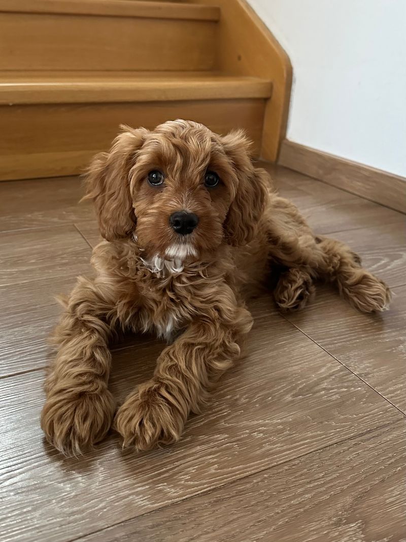 Cavapoo