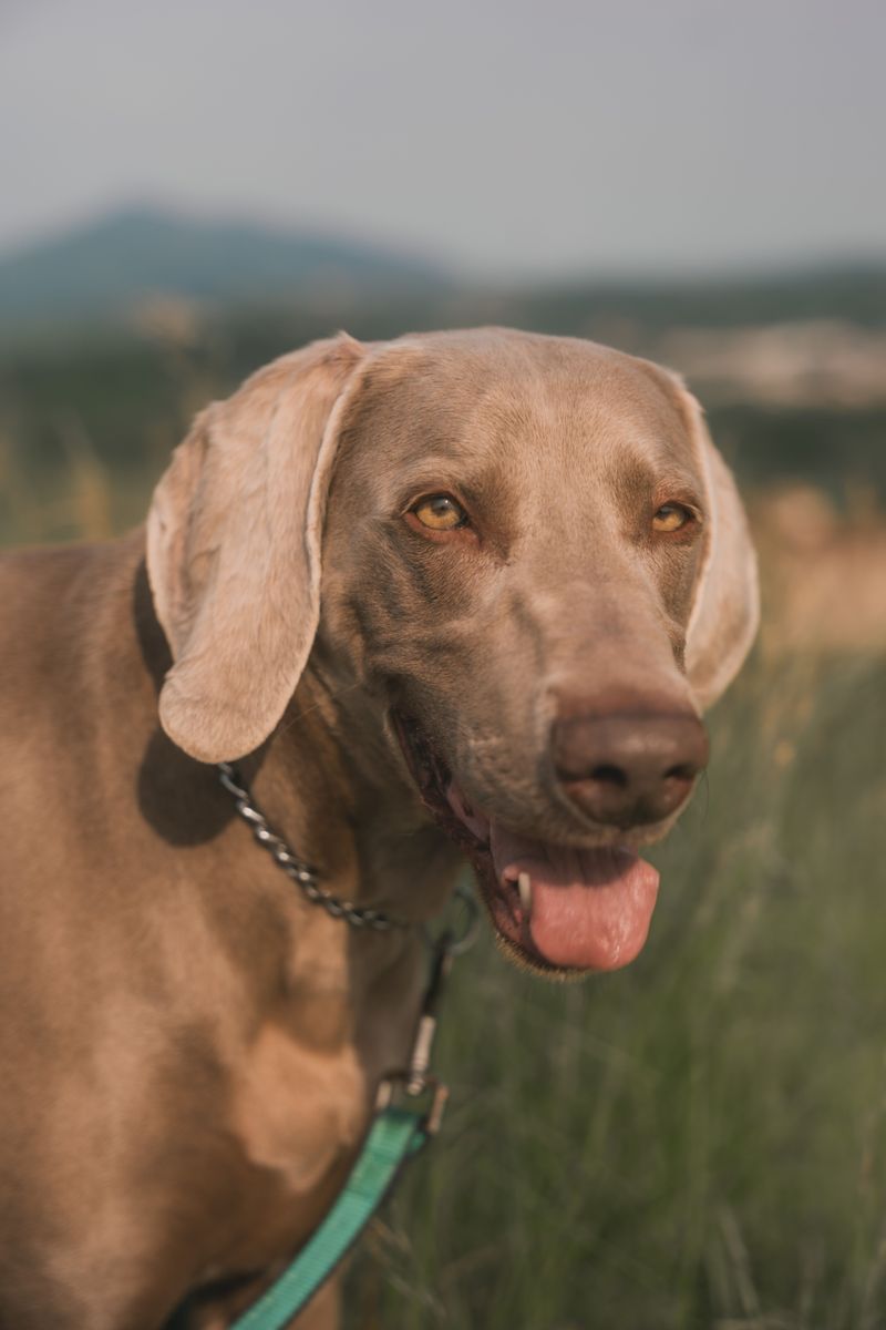 The young dog driving you completely crazy may eventually become the one you'd give anything to keep young 7 Weimaraner