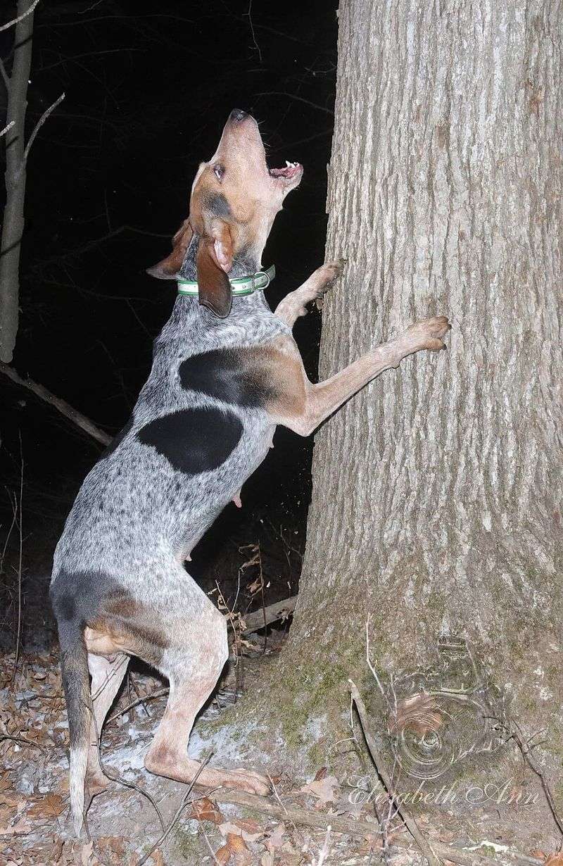 Coonhound