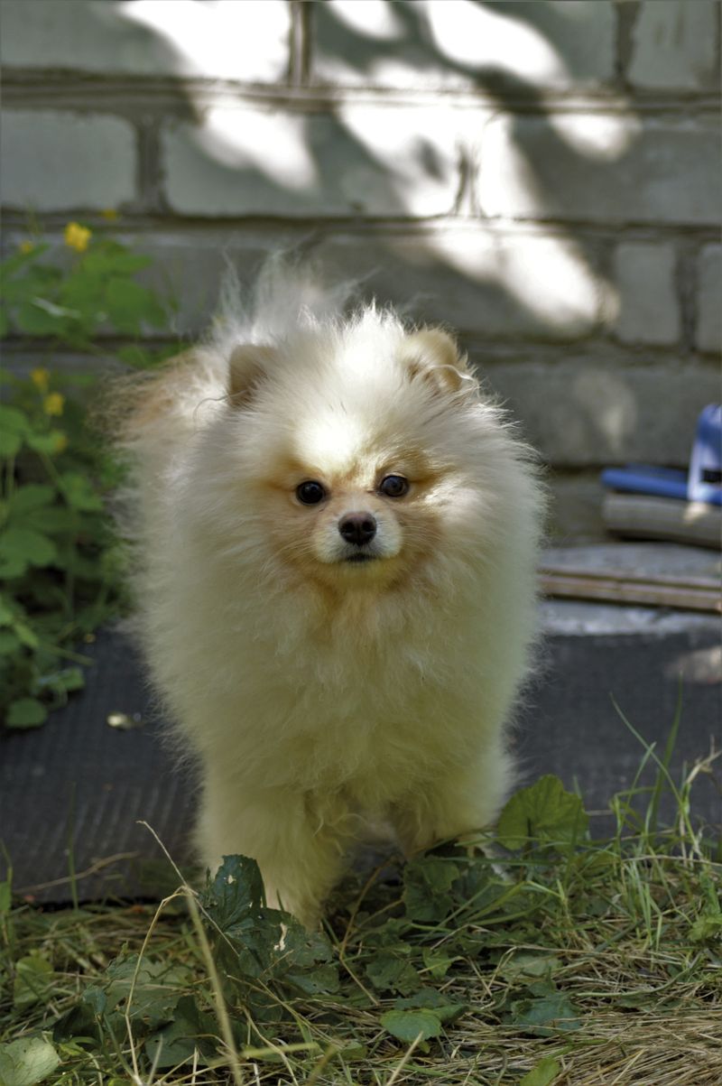 You bought a new vacuum - Your dog may think something deeply suspicious just moved into the house 5 Pomeranian: The Fluffy Drama Queen