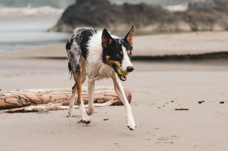18 Everyday Habits That Lead to a Happier, Healthier Dog 19 Adventurous Outings
