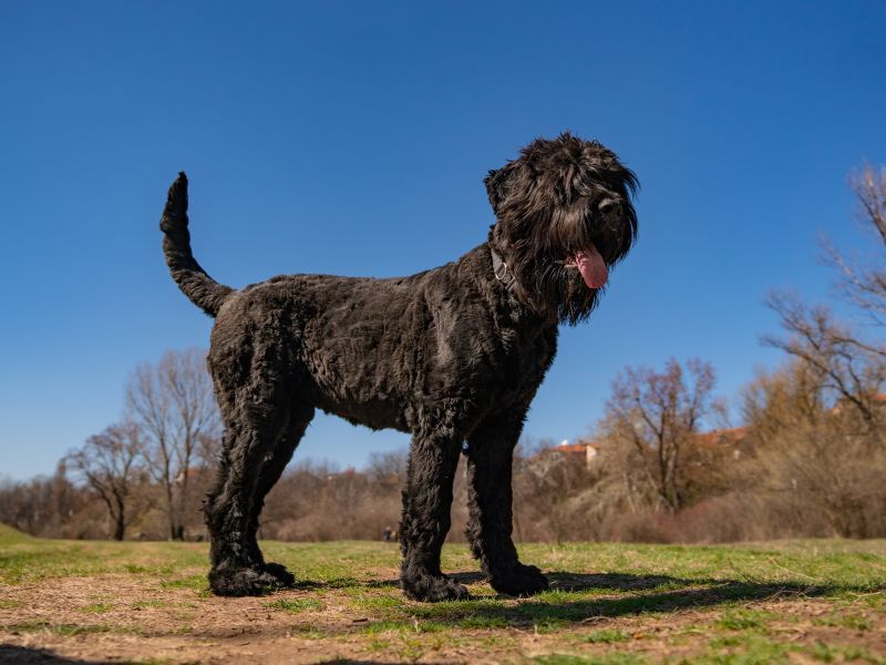 Black Russian Terrier