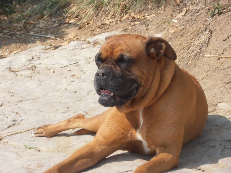 Boxer