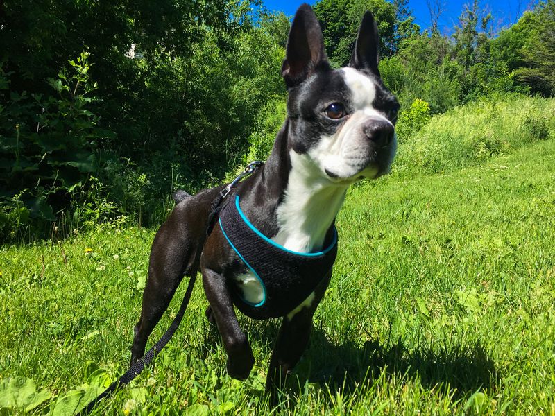 13 Dog Types That Hate Hot Weather And Need Extra Summer Care 9 Boston Terrier