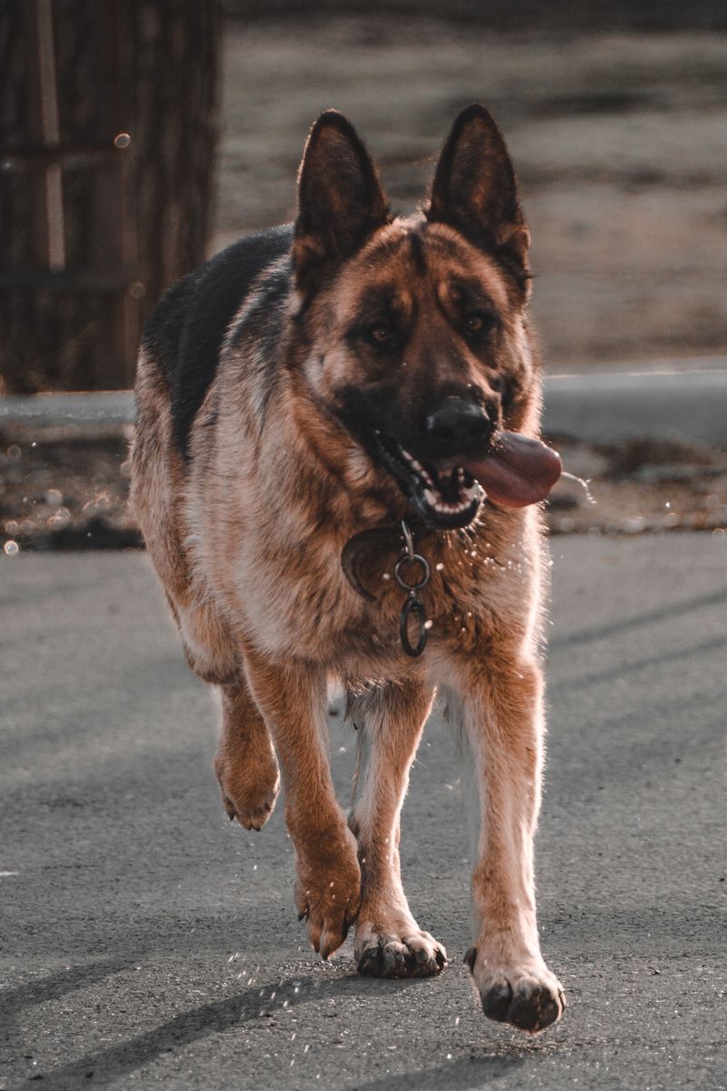 The purchase price is only the beginning - these dog breeds can demand serious time and maintenance 7 German Shepherd