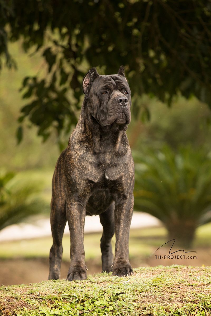 The internet makes one type of dog look unavoidable - Younger owners aren't necessarily following the script 9 Cane Corso