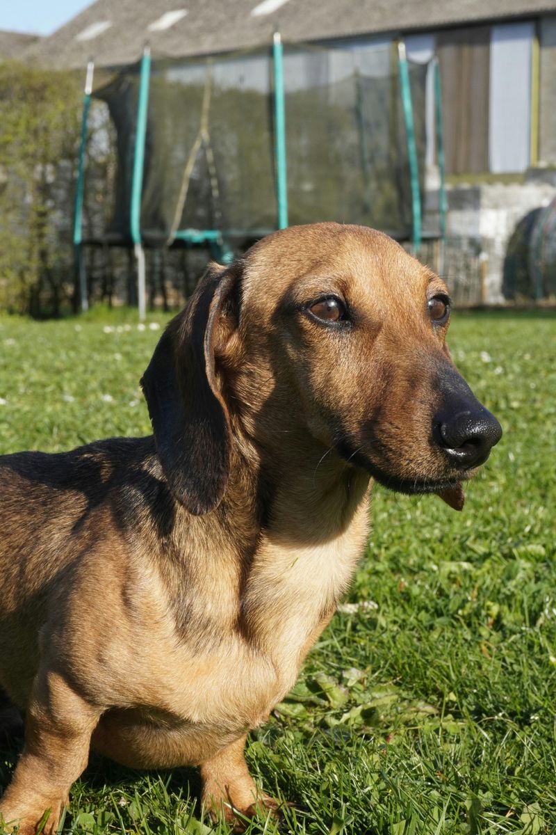 Dachshund