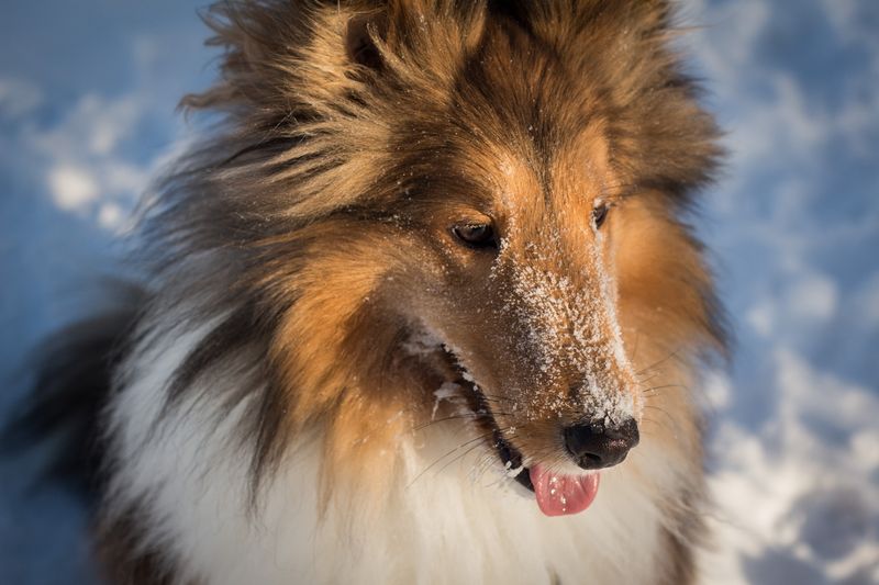 Shetland Sheepdog