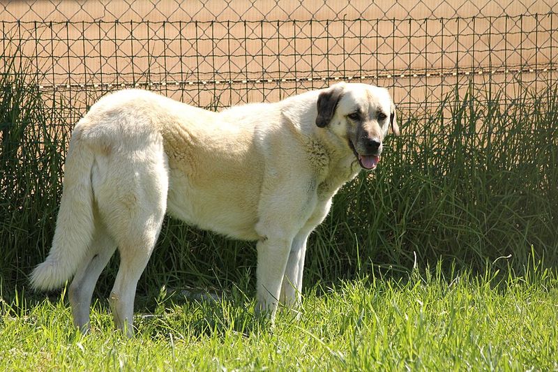 12 dog breeds that stay calm at home but become instantly alert outdoors 9 Anatolian Shepherd
