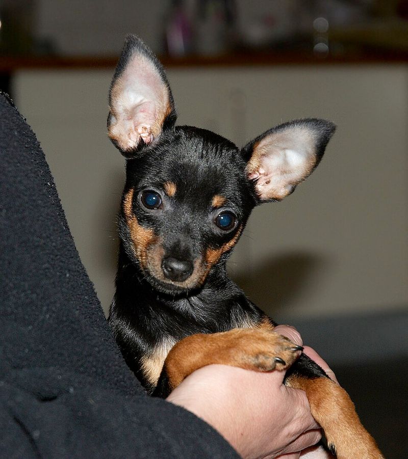 Miniature Pinscher