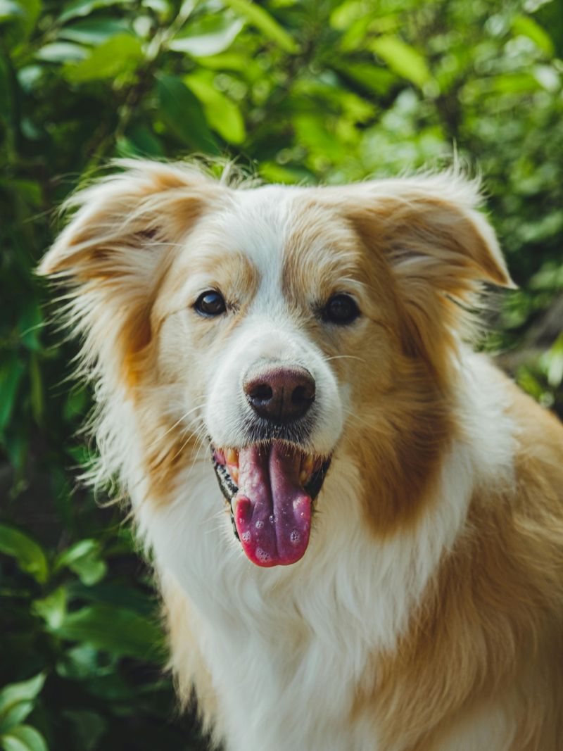 28 Trustworthy Dog Breeds Known for Their Unshakable Loyalty 24 Australian Shepherd