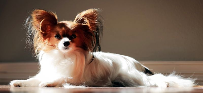 Living with these dog breeds often feels easier because they rarely resist the little things 9 Papillon