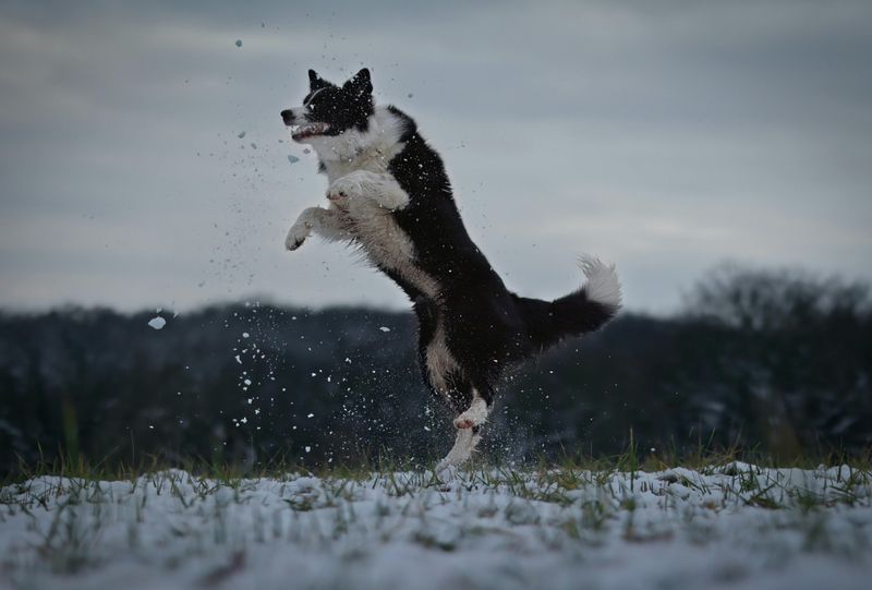 Border Collie