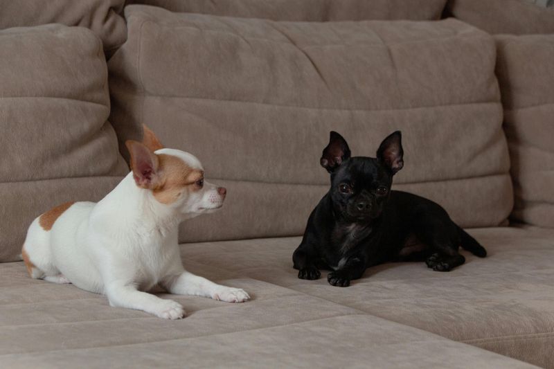 14 Overlooked Dog Breeds That Often Struggle to Get Adopted 7 Chihuahuas