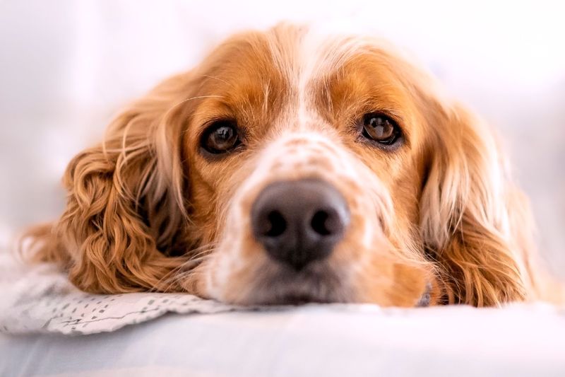 12 dog breeds that may do almost anything for a treat - and 3 that make you work harder for their attention 8 Cocker Spaniel