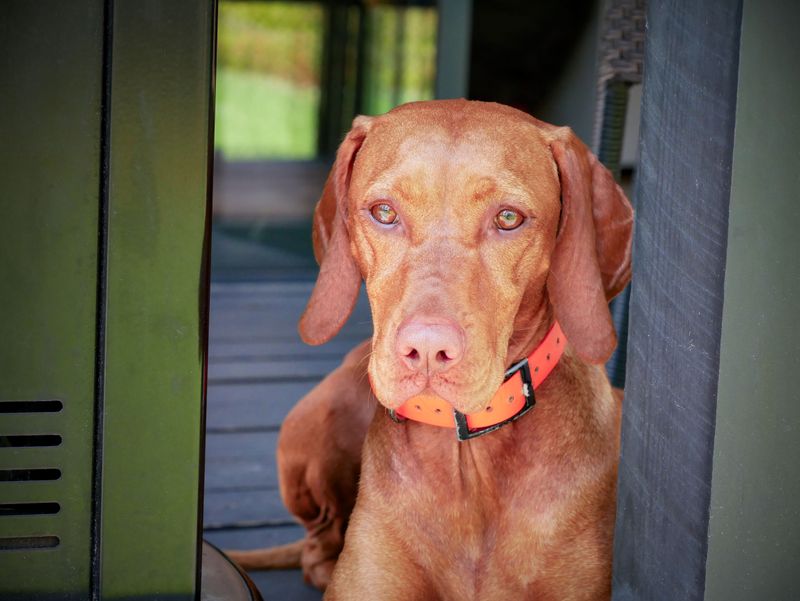 Vizsla