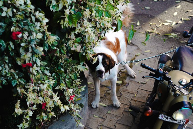 Saint Bernard