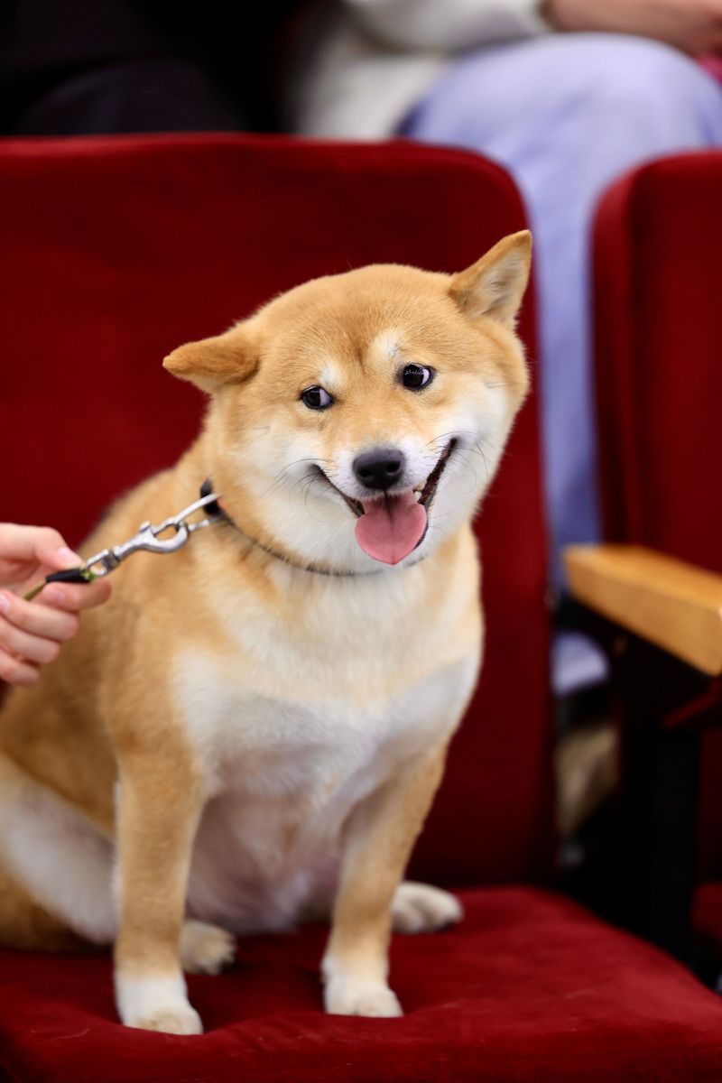 Looking for a tidier companion? These dog breeds have some naturally neat habits 6 Shiba Inu