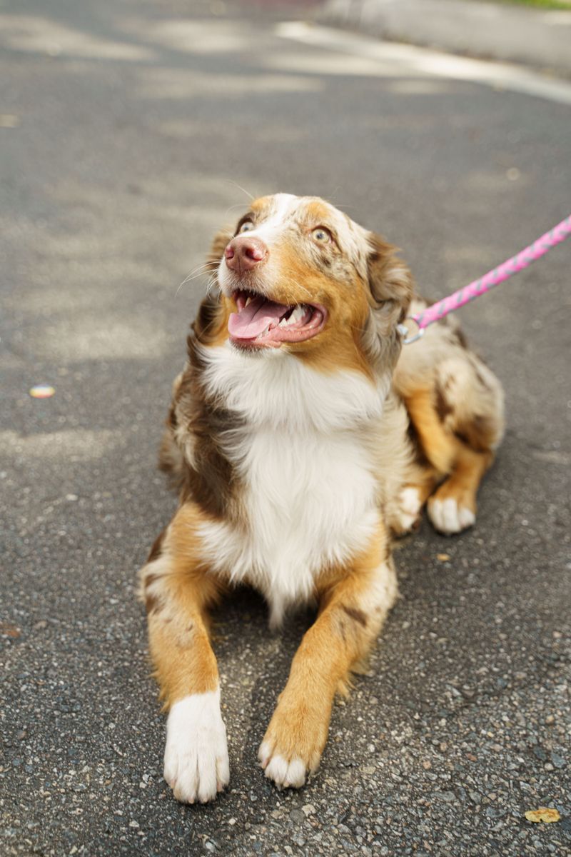 11 dog breeds that can react when the familiar house suddenly looks unfamiliar - plus 3 that treat it like a new adventure 9 Australian Shepherd - busy project manager