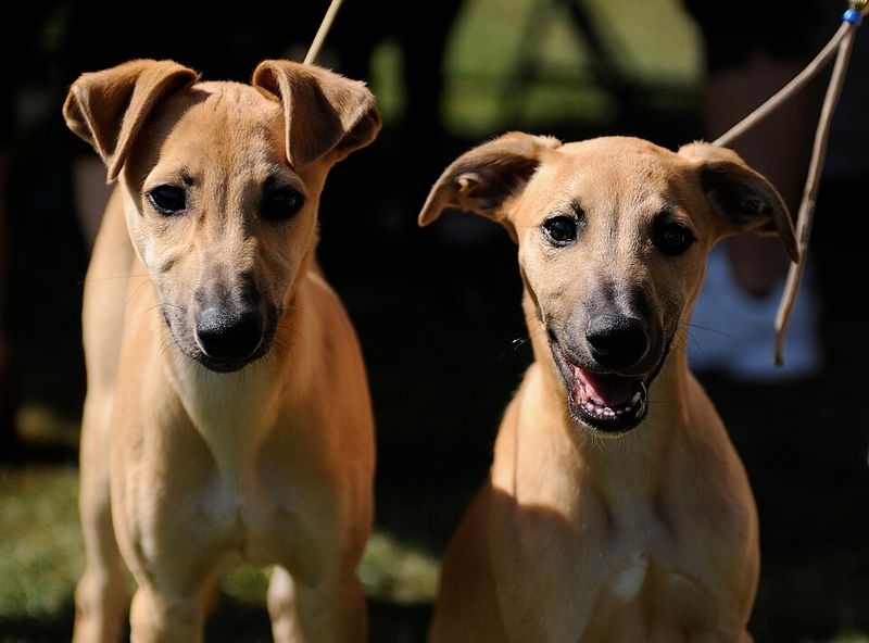 Whippet