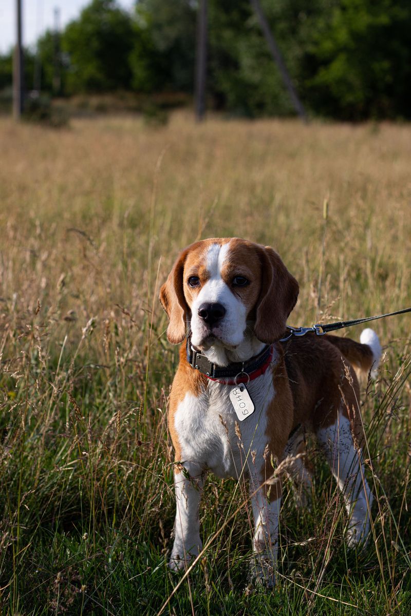 Beagle