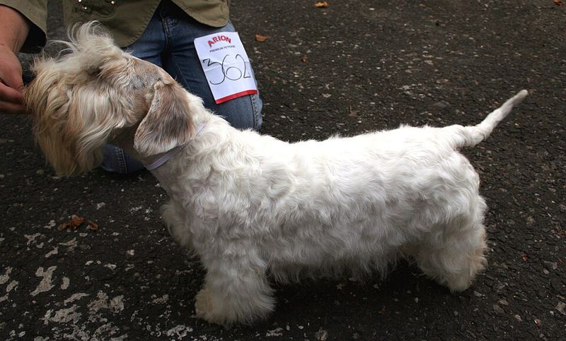 Sealyham Terrier