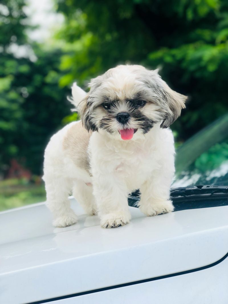 Shih Tzu