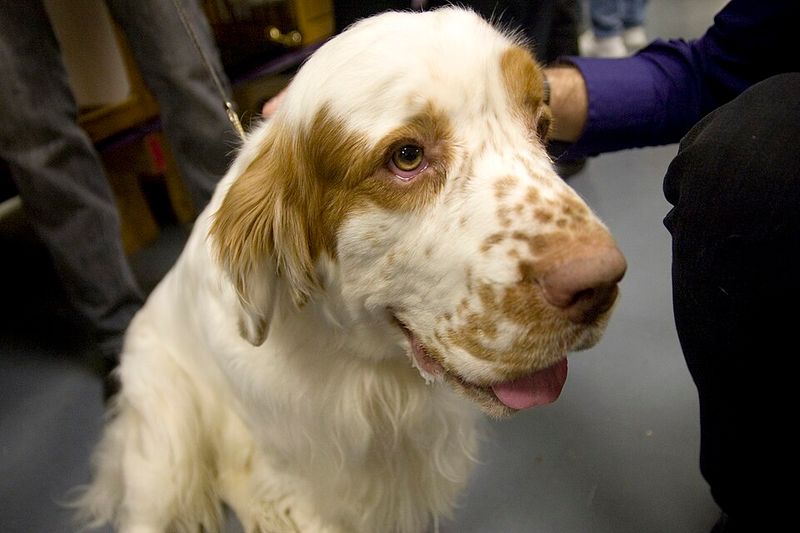 Some dogs need a household full of action - These breeds can make quiet living feel complete 8 Clumber Spaniel