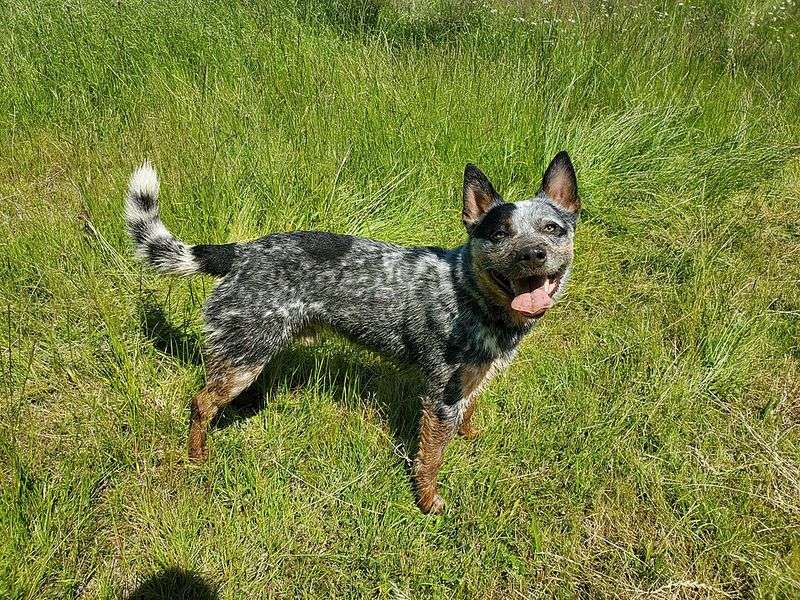 Australian Cattle Dog