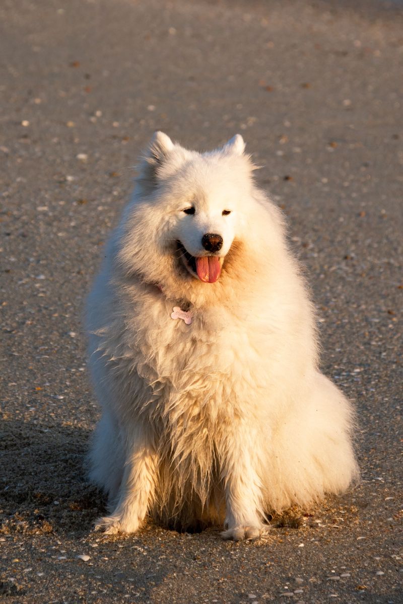Friendly by nature, these dog breeds rarely become overbearing 12 Samoyed