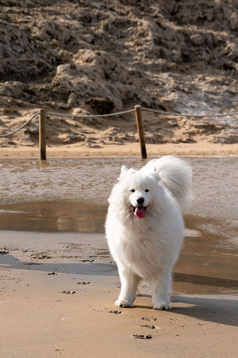 Samoyed