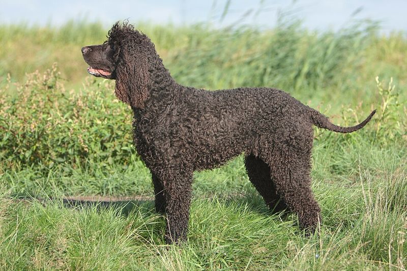 13 water-loving dog breeds that feel completely at home in lakes and oceans 4 Irish Water Spaniel