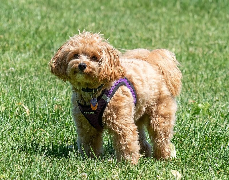 24 Tiny Dog Breeds Weighing Under 5 Pounds – Small in Size, Big in Personality 25 Teacup Maltipoo