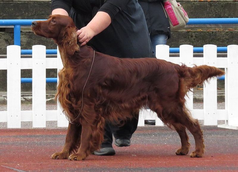 14 social dog breeds that hate being alone and love having a dog sibling 14 Irish Setter