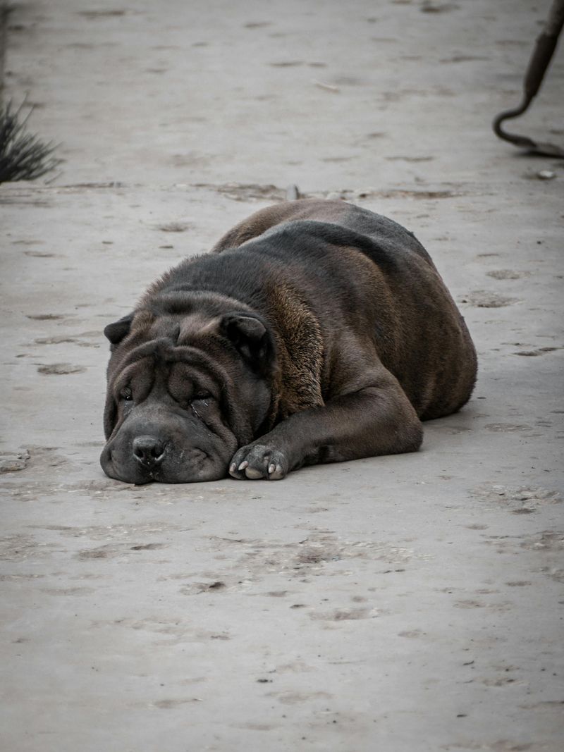 Shar Pei