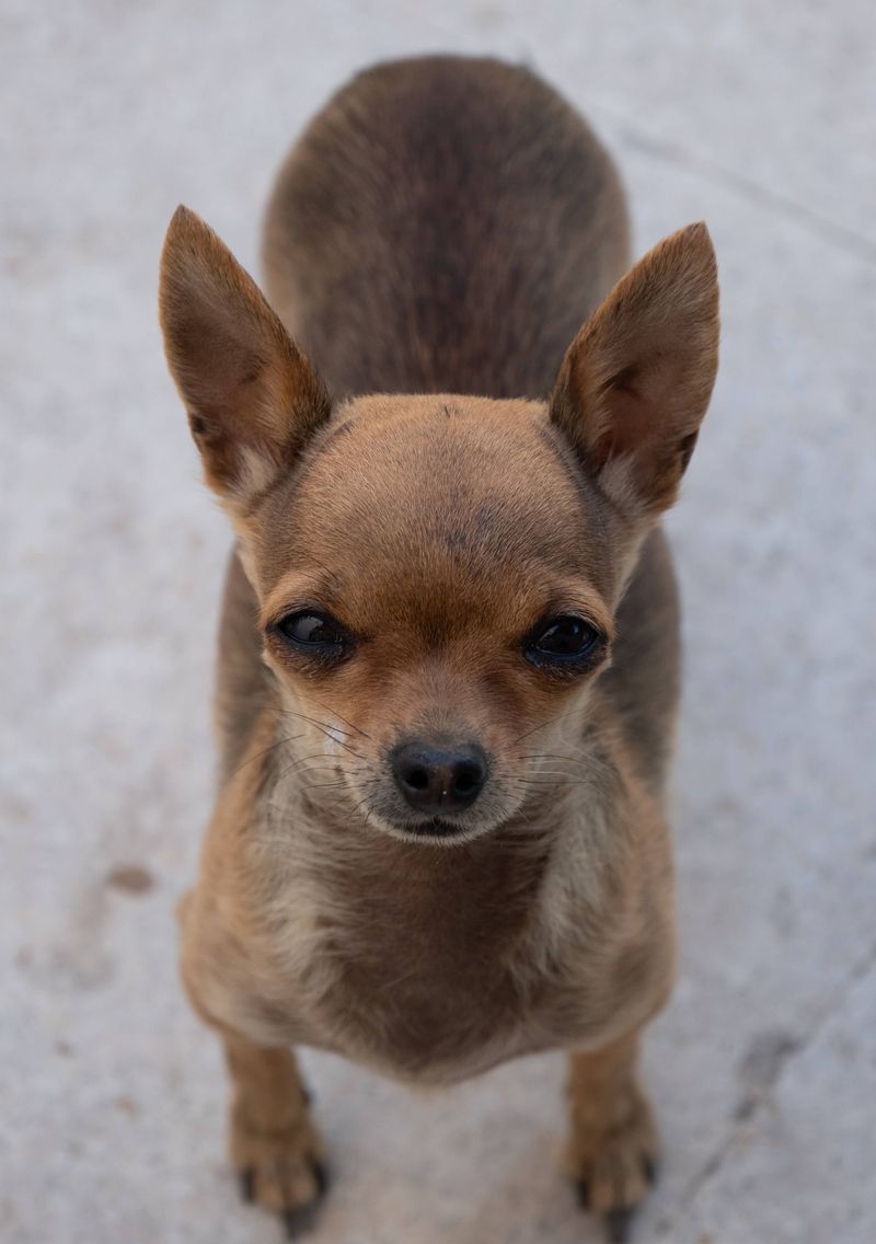 11 dog breeds that prove companionship can feel surprisingly personal even without a single word being spoken 8 Chihuahua: Pocket-Sized and Fiercely Attached