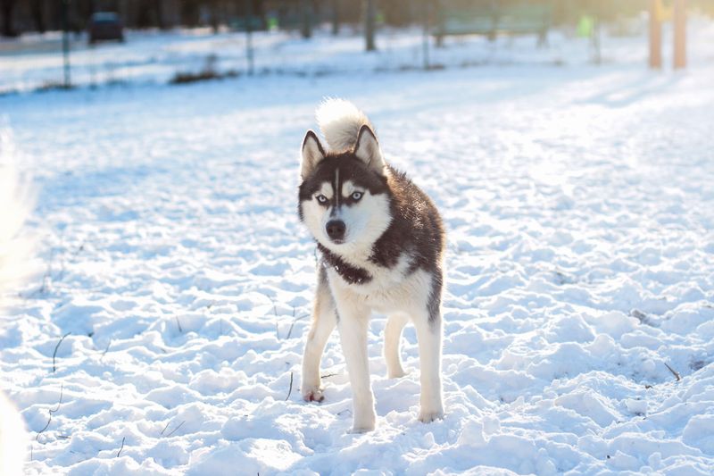 Siberian Husky: The Snow Marathoner