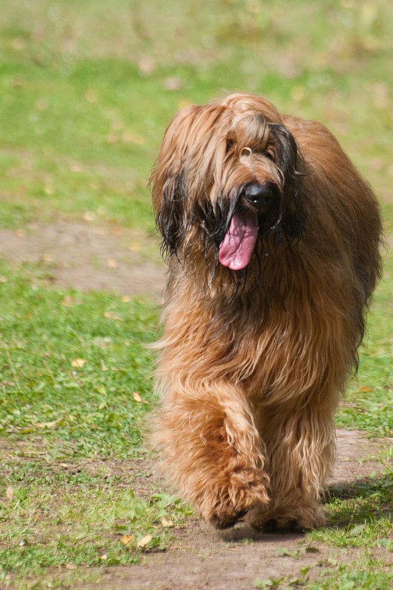 Briard