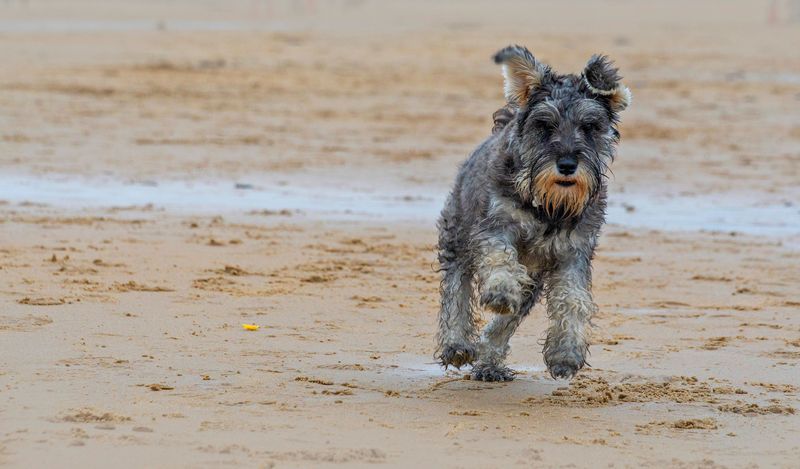 These 13 dog breeds often thrive when life follows a familiar rhythm 2 Standard Schnauzer