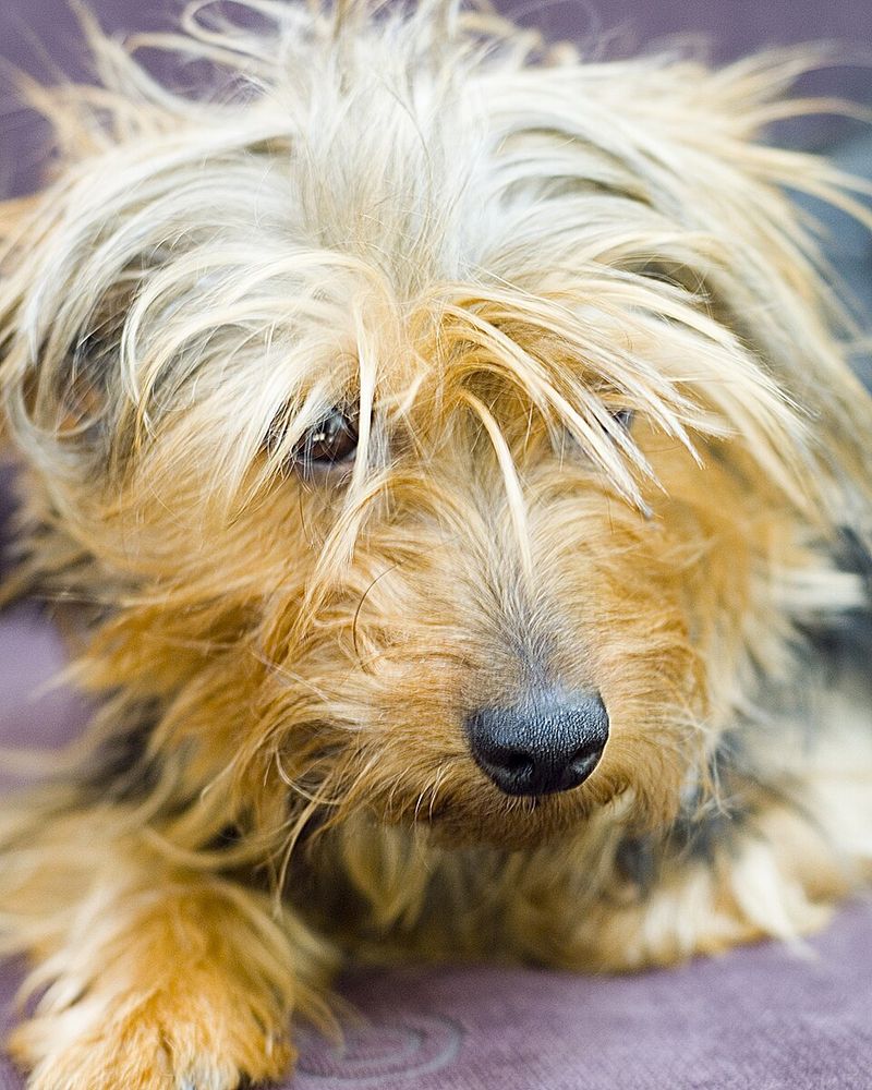 Silky Terrier
