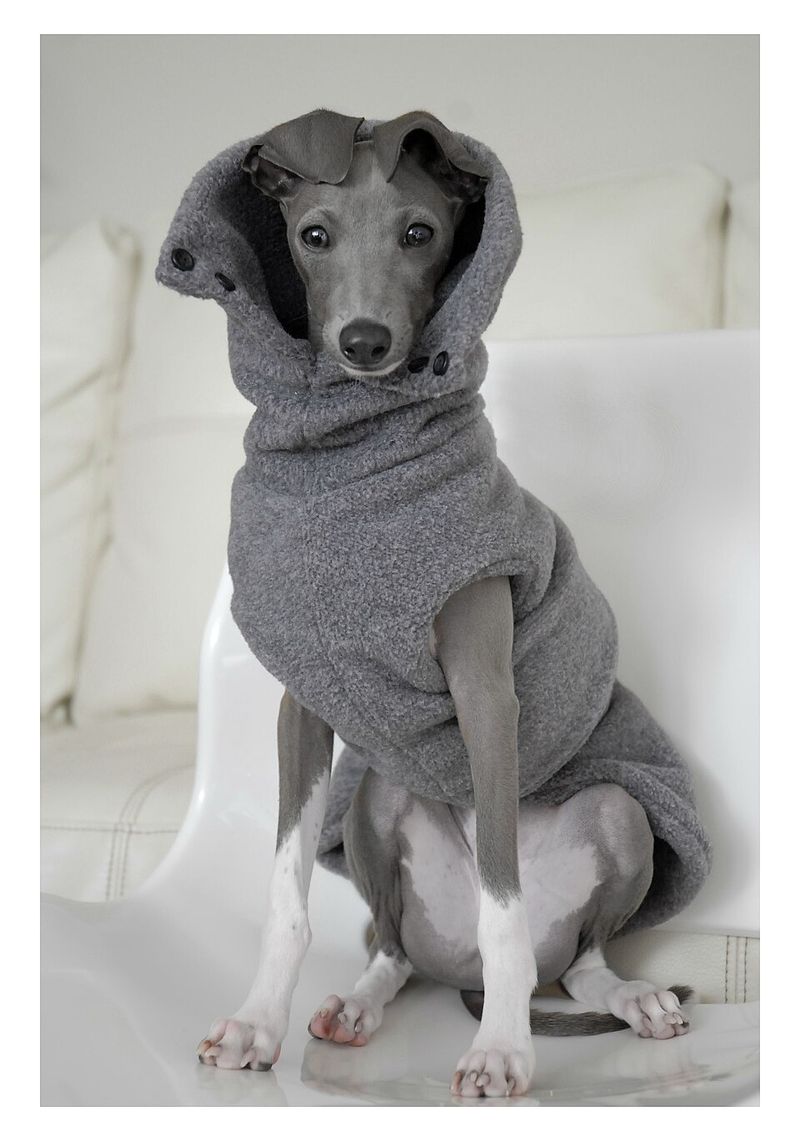 25 Dog Breeds That Need Extra Care in Cold Weather 3 Italian Greyhound