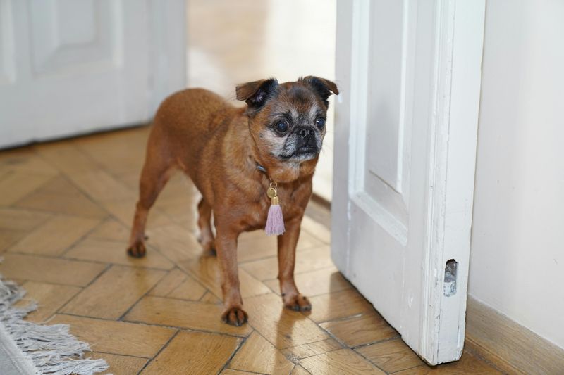 Brussels Griffon
