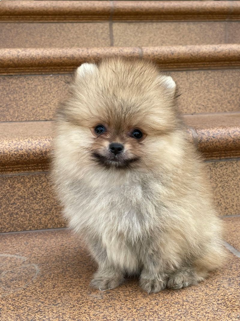 17 Dog Breeds That Stay Delightfully Tiny and Puppy-Like Forever 3 Pomeranian