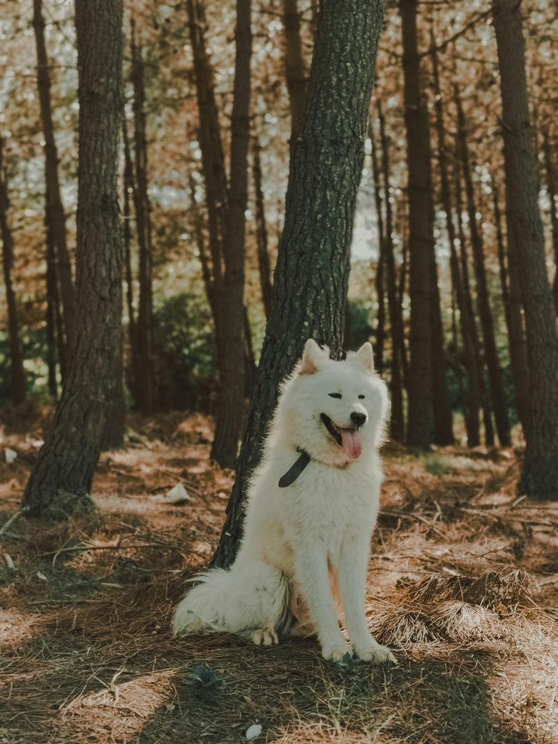 14 Dog Breeds That Can Turn a Bad Day Around With Just One Look 7 Samoyed