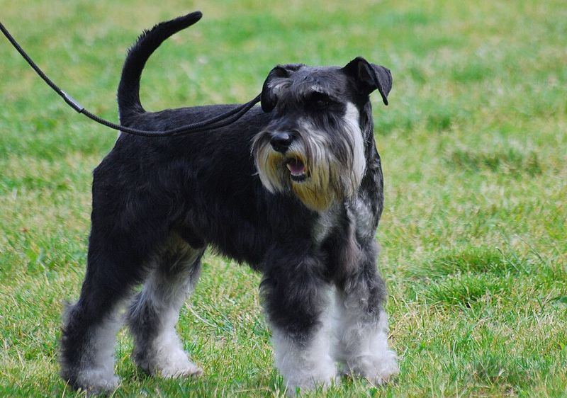 These dog breeds may follow you everywhere - but they don't always need you to entertain them 3 Miniature Schnauzer