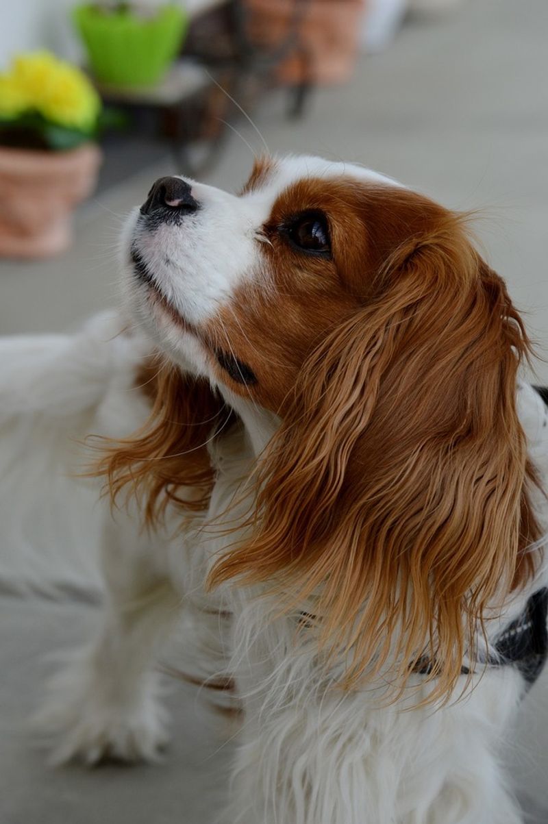 26 Dog Breeds Recognized for Their Unmistakable Vocalizations 4 Cavalier King Charles Spaniel