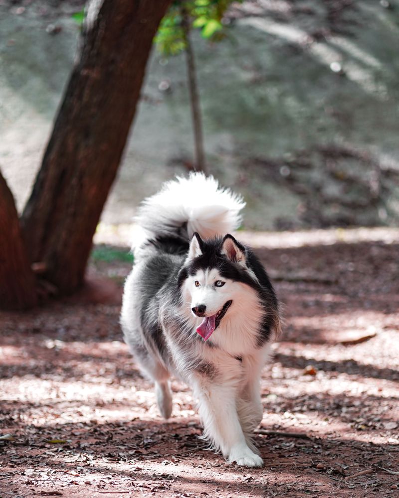 Siberian Husky