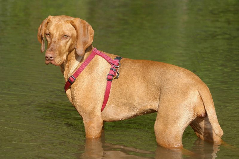 These 13 dogs ask for far more than food and walks - and that's exactly why many struggle 6 Vizsla